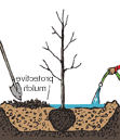 Illustration of a balled and burlapped tree being planted according to the sixth step.